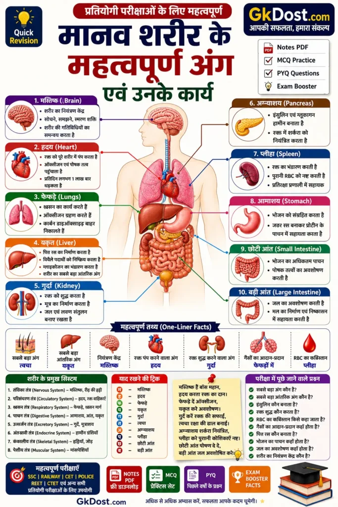 मानव शरीर के महत्वपूर्ण अंग एवं उनके कार्य इन्फोग्राफिक | Brain, Heart, Lungs, Liver, Kidney, Pancreas, Spleen, Small Intestine Notes Hindi